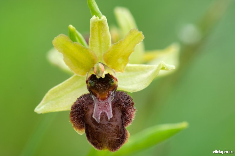 Bloempje van spinnenorchis
