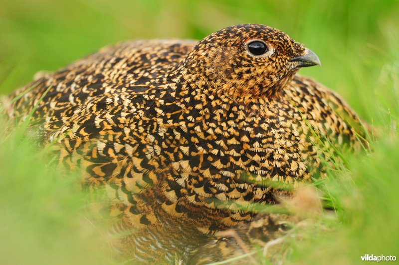 Wijfje Schots sneeuwhoen