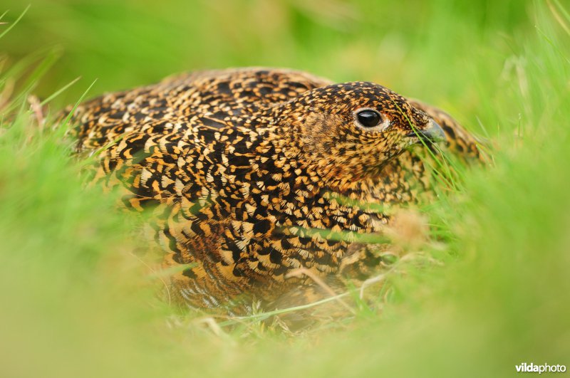 Wijfje Schots sneeuwhoen