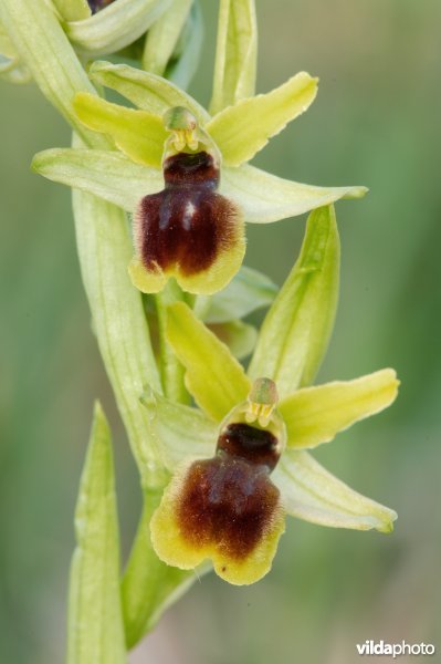 Vroege spinnenorchis