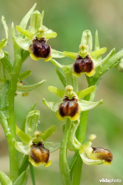 Vroege spinnenorchis