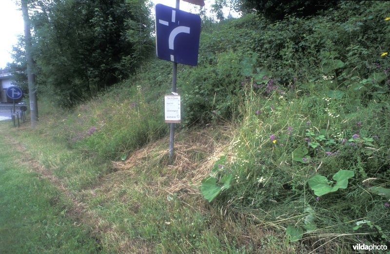 Wegberm te  Groenendaal