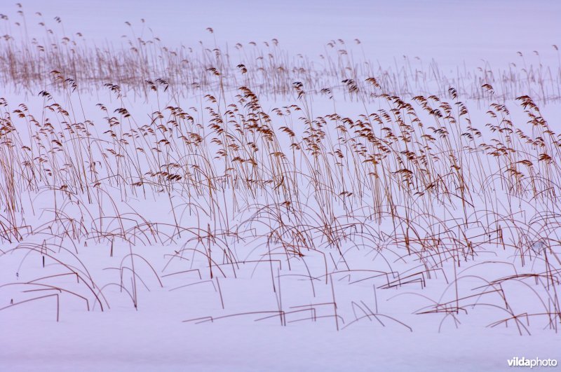 Winters riet