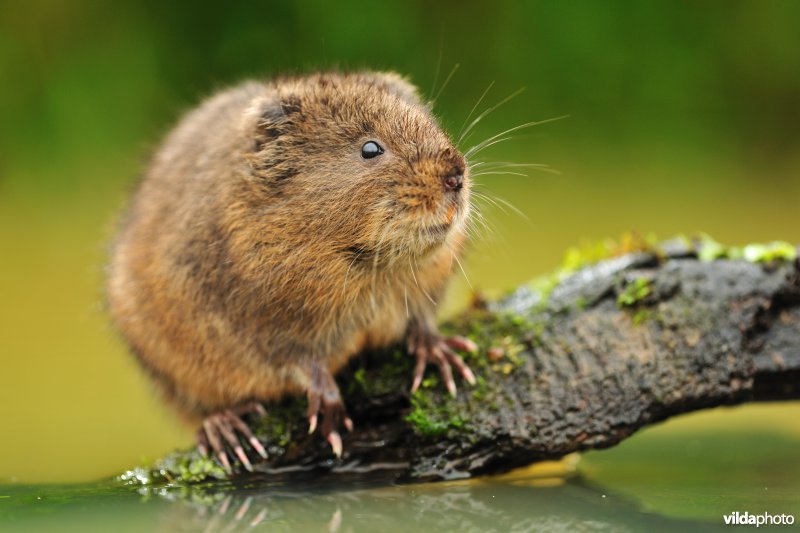 Woelrat