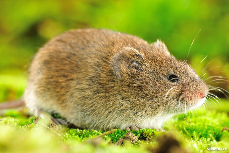 Aardmuis