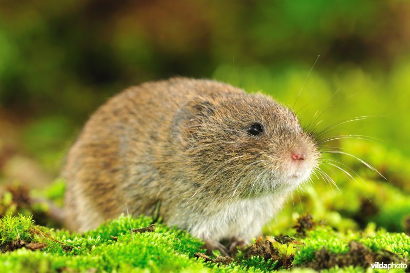 Aardmuis