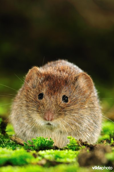 Rosse woelmuis