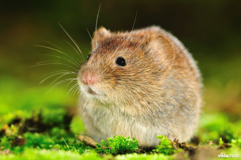 Rosse woelmuis