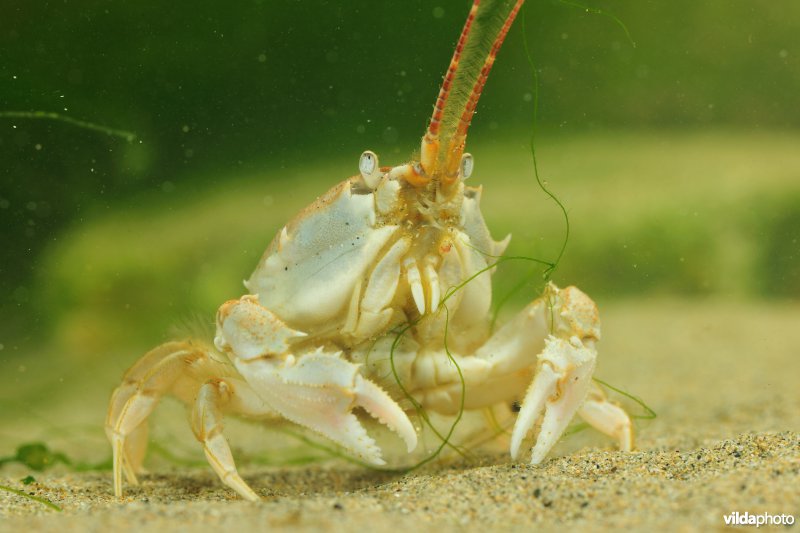 Helmkrab