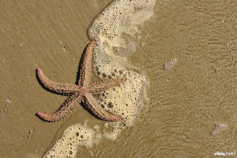 IJszeester op het strand