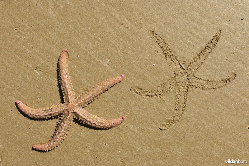 IJszeester op het strand