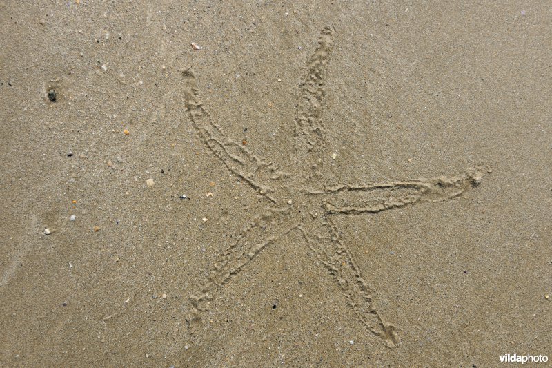 Afdruk van IJszeester
