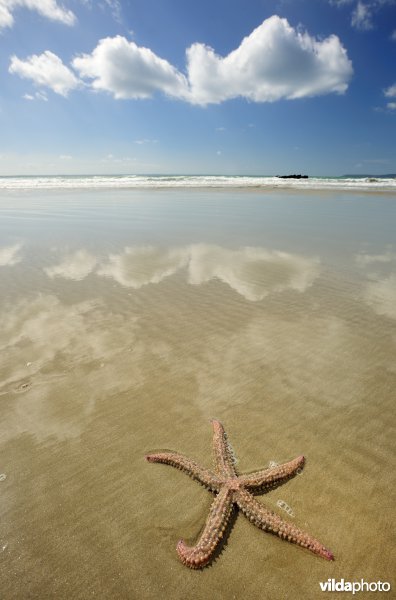 IJszeester op het strand