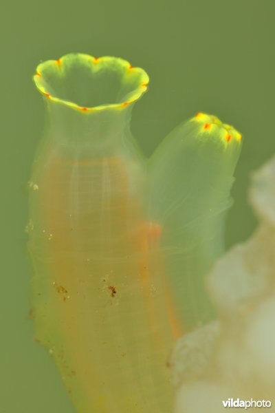 Doorschijnende zakpijp