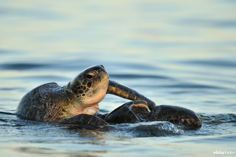 Paring van Groene zeeschildpad