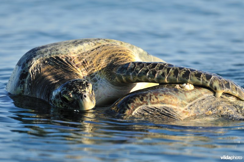 Paring van Groene zeeschildpad