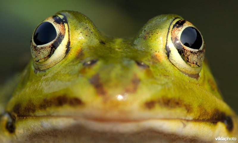 Kop van Groene kikker