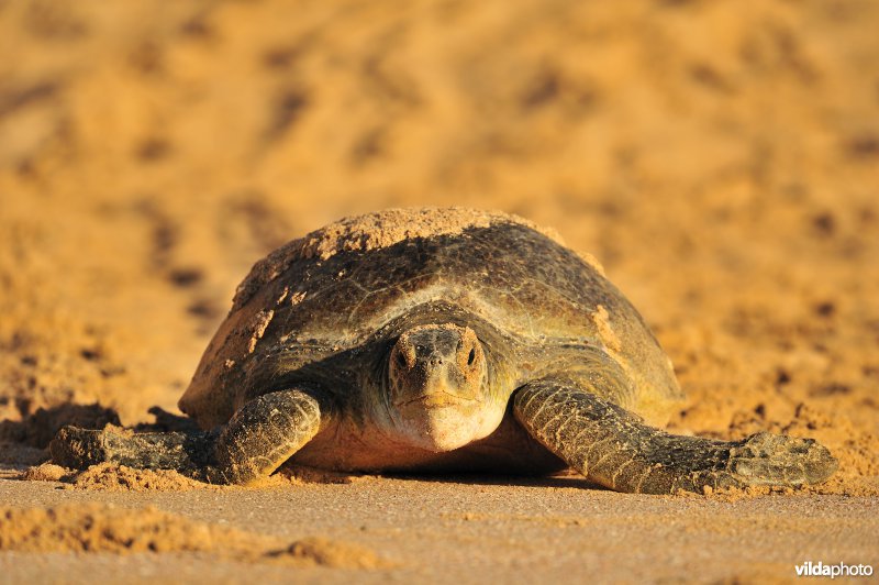 Groene zeeschildpad op weg naar zee