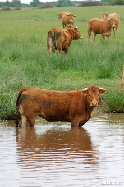 Koe in het water