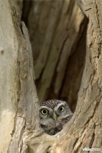 Verborgen steenuil