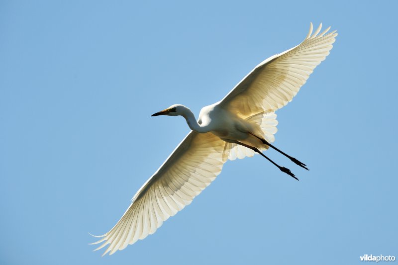 Vliegende Grote zilverreiger