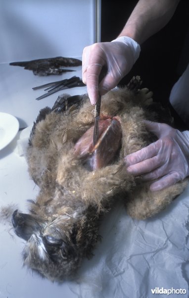 Onderzoek op jonge oehoe