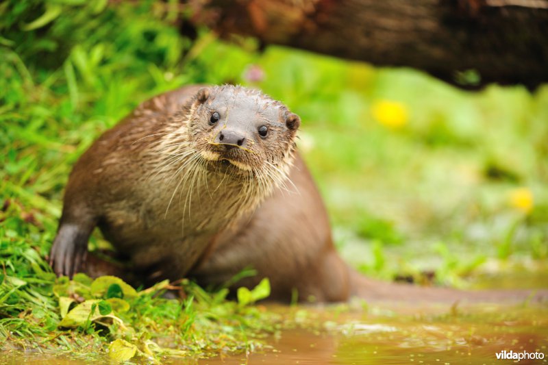Otter