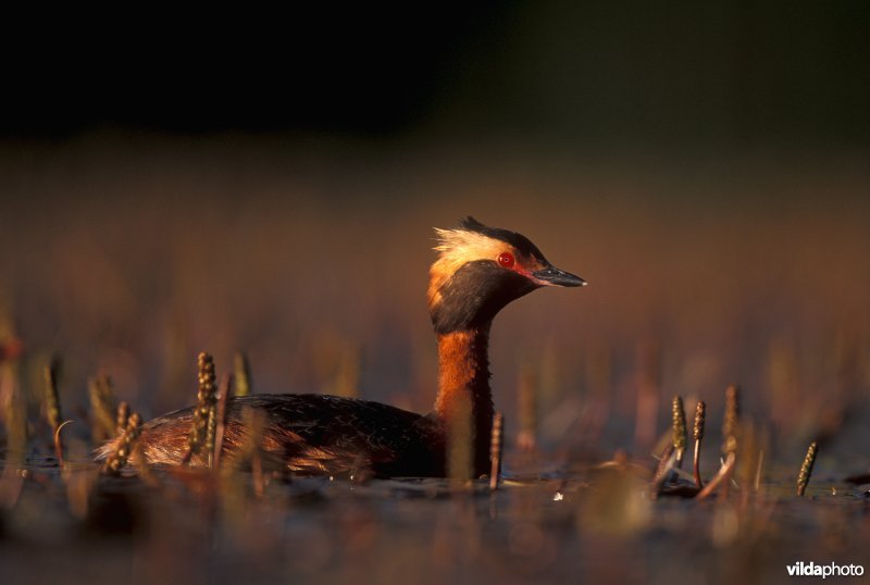 Kuifduiker in prachtkleed