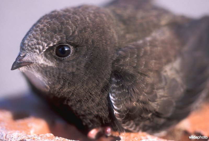 Close-up van Gierzwaluw