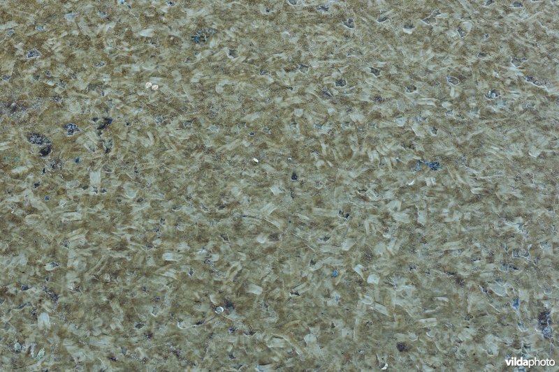 Sporen in het slik van Diklipharder