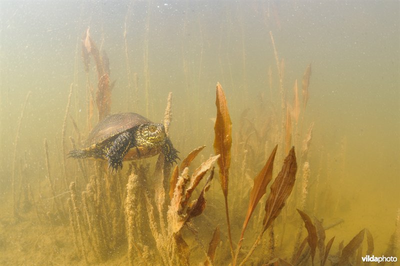 Europese moerasschildpad