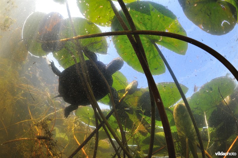 Europese moerasschildpad