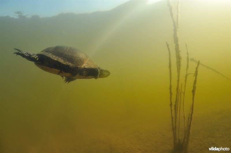 Europese moerasschildpad