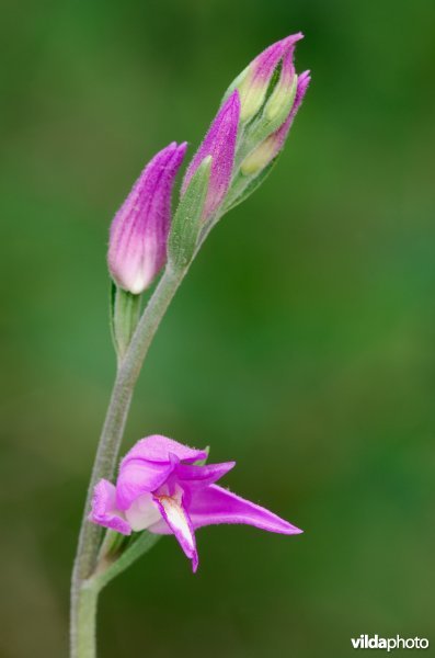 Rood bosvogeltje
