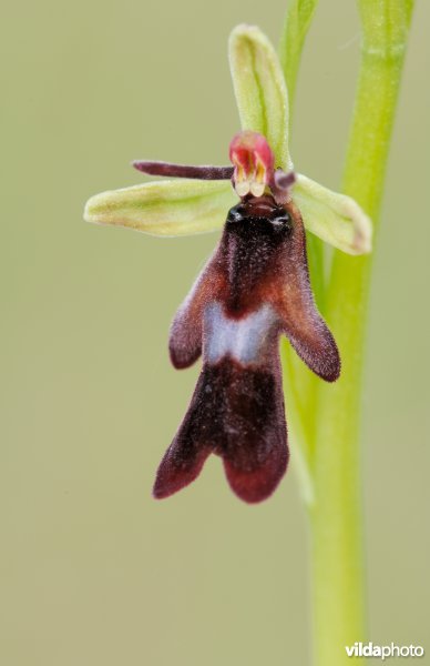 Vliegenorchis