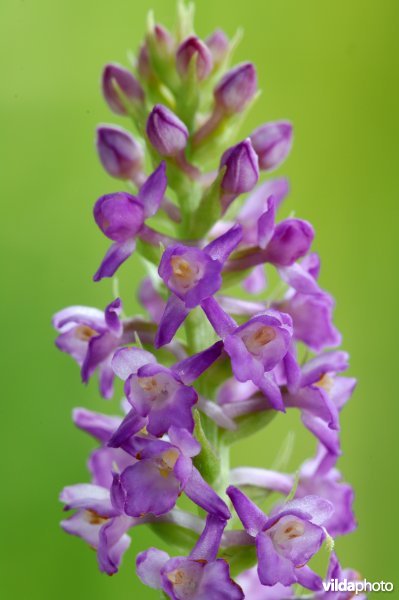 welriekende muggenorchis
