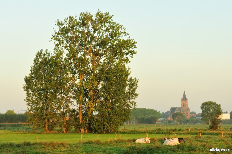 Avelgemse Scheldemeersen
