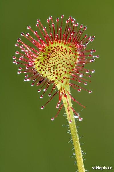 Blad van ronde zonnedauw