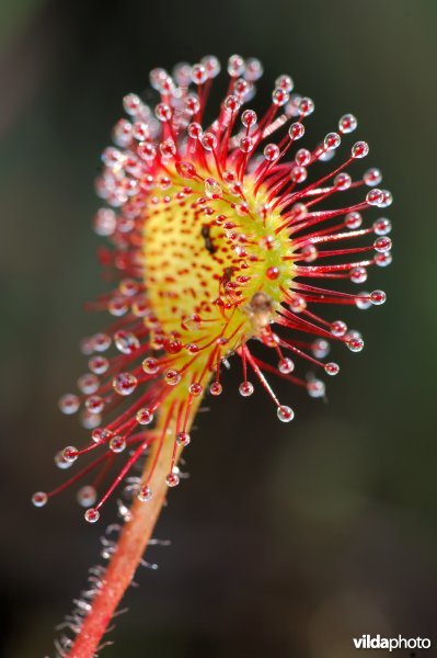 Blad van ronde zonnedauw