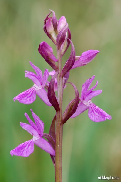 Brenne-orchis