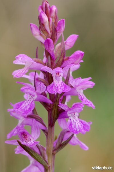 Brenne-orchis