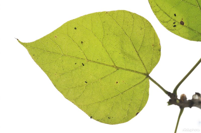 Groene trompetboom