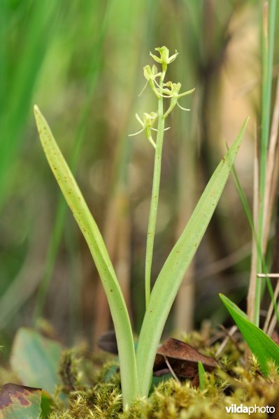 Groenknolorchis