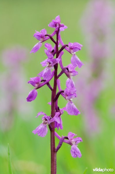 Mannetjesorchis