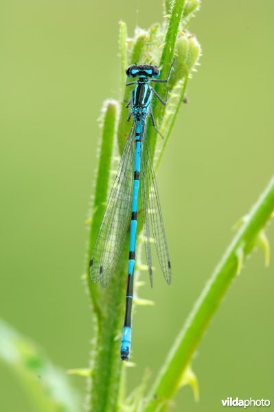 Azuurwaterjuffer, Azuurtje