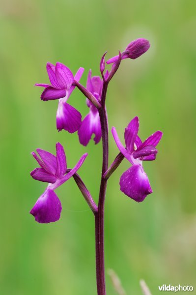 ijle orchis