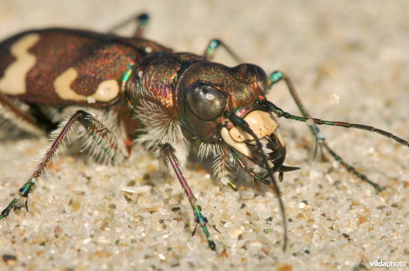 Close-up van een Basterdzandloopkever