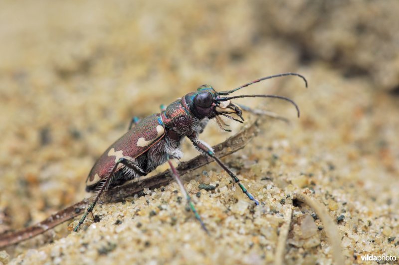 Basterdzandloopkever