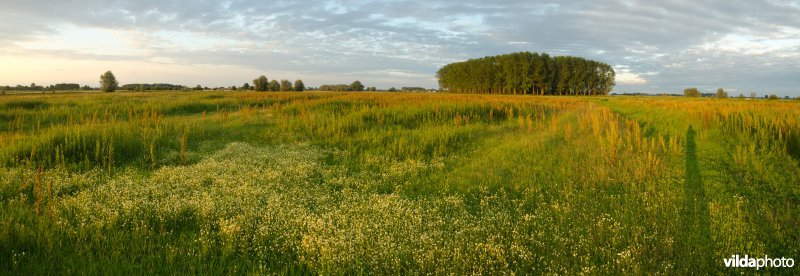 Uiterwaarden van de IJssel