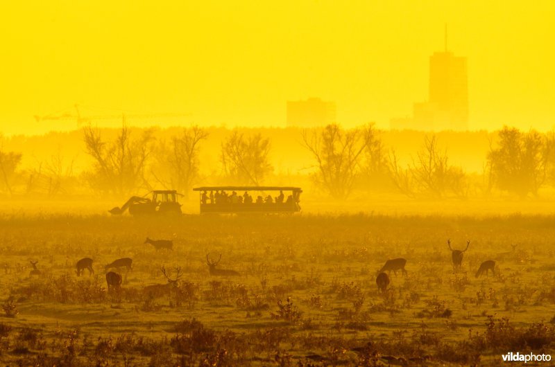 Bronst-toerisme in de Oostvaardersplassen